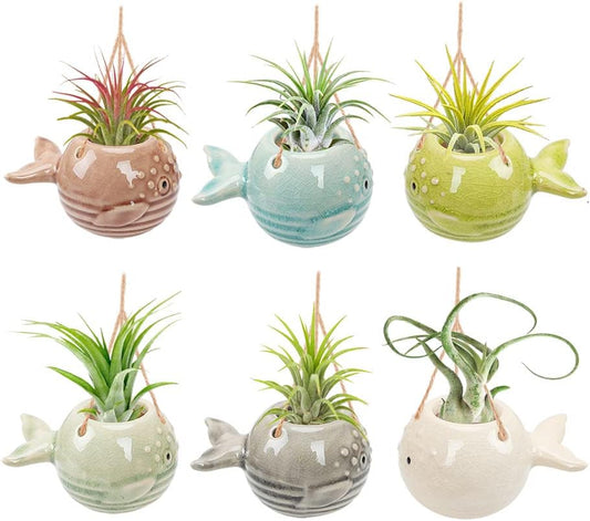 Pufferfish Air Plant Hanger Wall Planter, Ceramic Tillandsia Airplants Holders Hanging Wall Decor for Home, Office & More